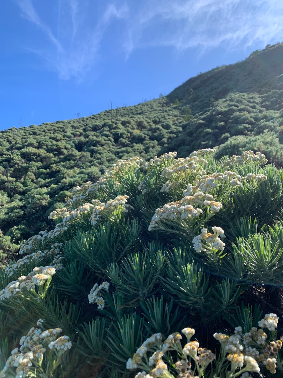 Bunga Edelweiss di Ciremai.